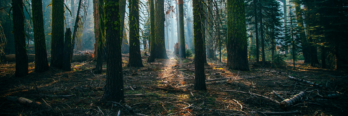 Come Prepararsi all’EUDR